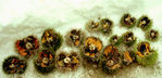 2003-11-urchin-samples.jpg